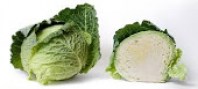 savoy cabbage